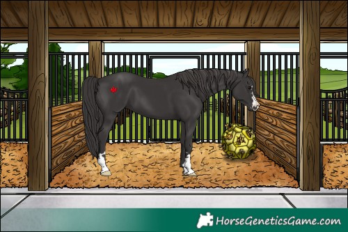 Horse Color:Smoky Black 