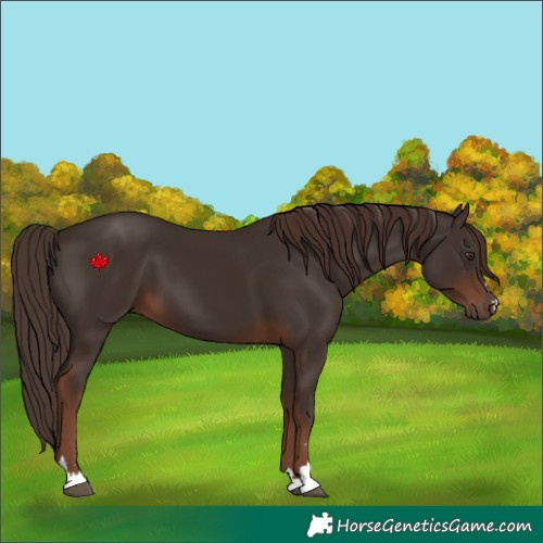Horse Color:Liver Chestnut