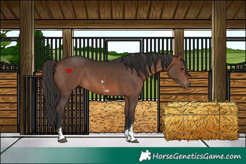 Horse Color:Brown Sabino