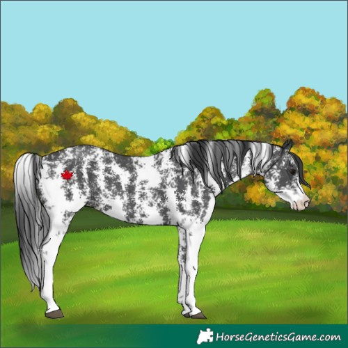 Horse Color:Black Sabino 
