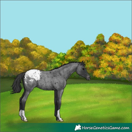 Horse Color:Blue Roan Appaloosa 