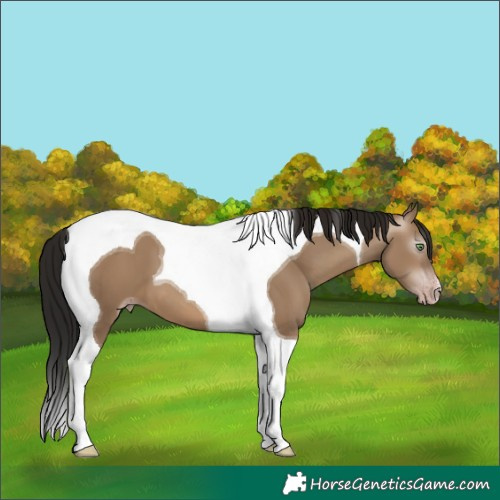 Horse Color:Gray Sable Champagne Dun Tobiano