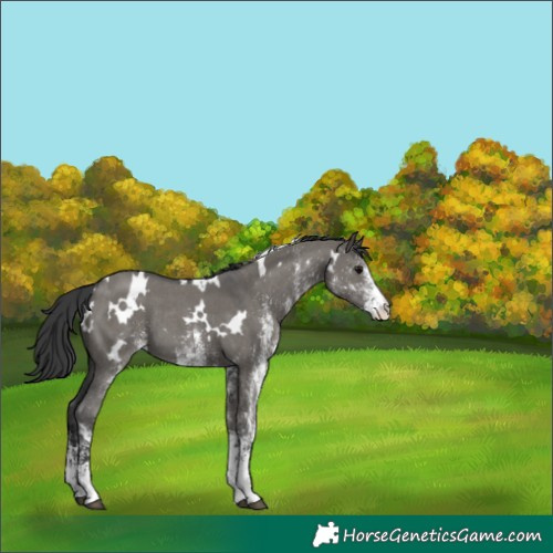 Horse Color:Unknown 