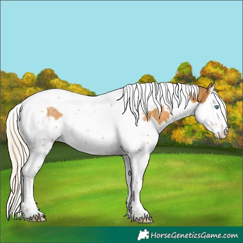 Horse Color:White Spotted Palomino Splash Tobiano Rabicano 