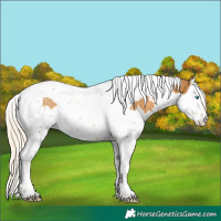 Horse Color:White Spotted Palomino Splash Tobiano Rabicano 