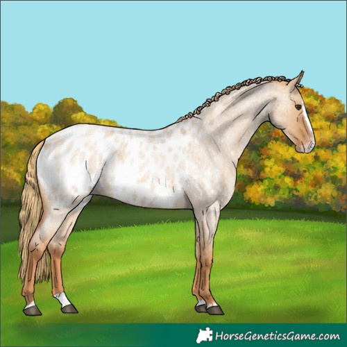 Horse Color:Red Dun Roan Splash Near Leopard 