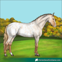 Horse Color:Red Dun Roan Splash Near Leopard 