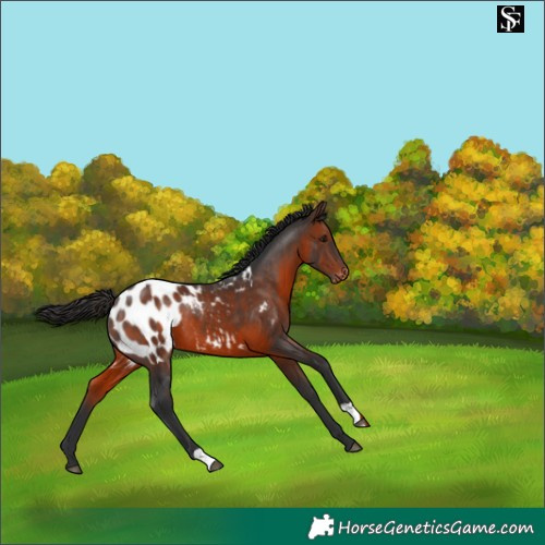 Horse Color:Brown Appaloosa 