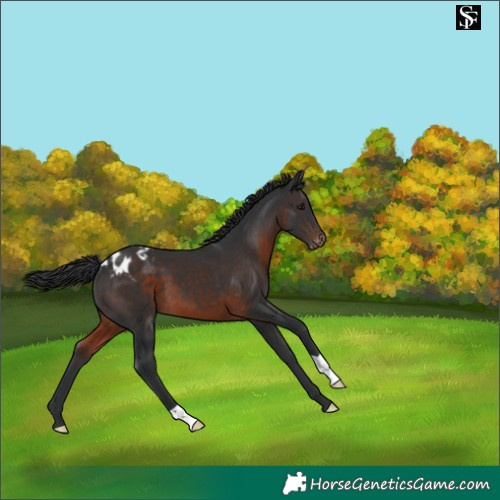 Horse Color:Brown Appaloosa 