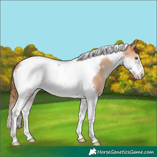 Horse Color:Bay Pearl Tobiano Frame 