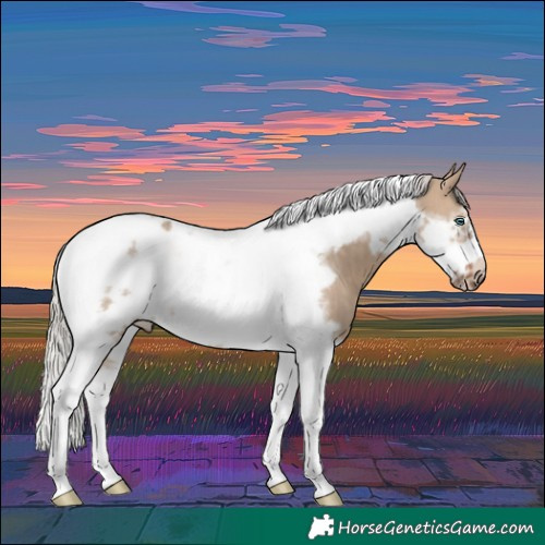 Horse Color:Silver Brown Dun Tobiano Frame