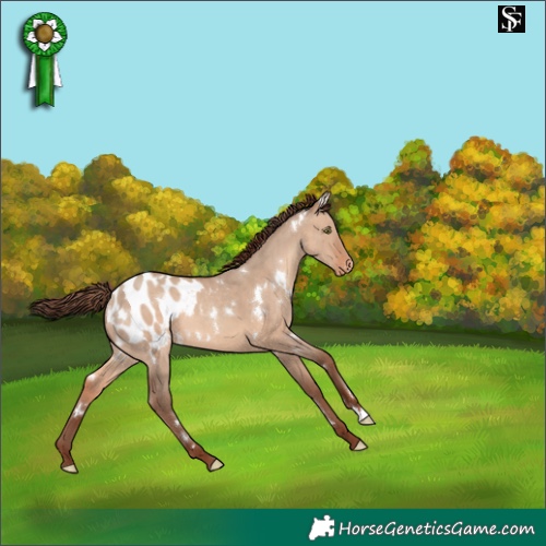 Horse Color:White Spotted Sable Champagne Dun Appaloosa 