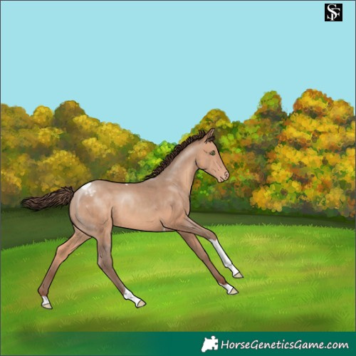 Horse Color:Amber Champagne Tobiano Appaloosa Rabicano 