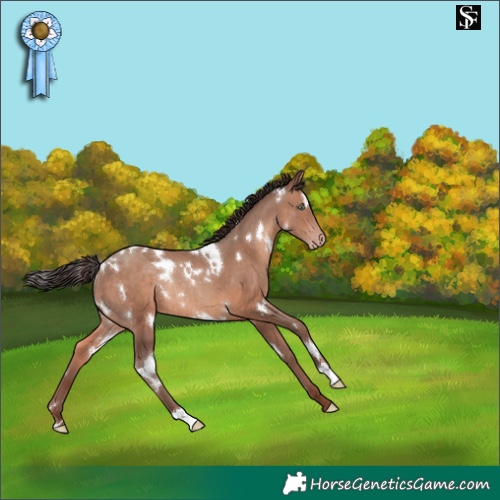Horse Color:White Spotted Sable Champagne Rabicano 