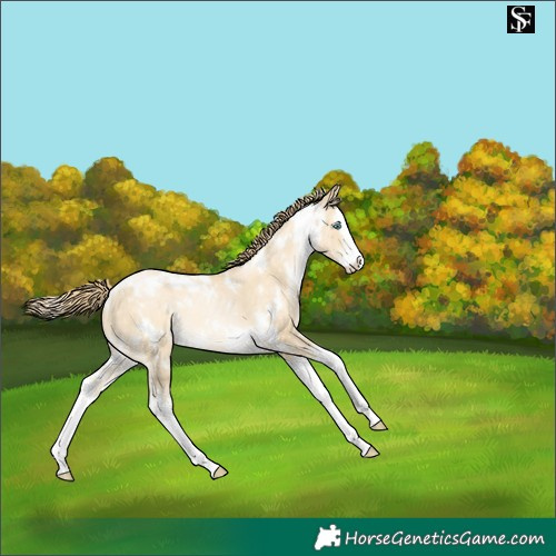 Horse Color:White Spotted Sable Cream Champagne Pearl Splash Appaloosa 