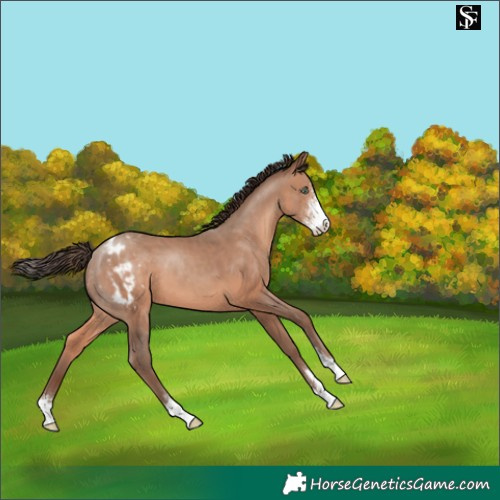 Horse Color:Sable Champagne Sabino Appaloosa 