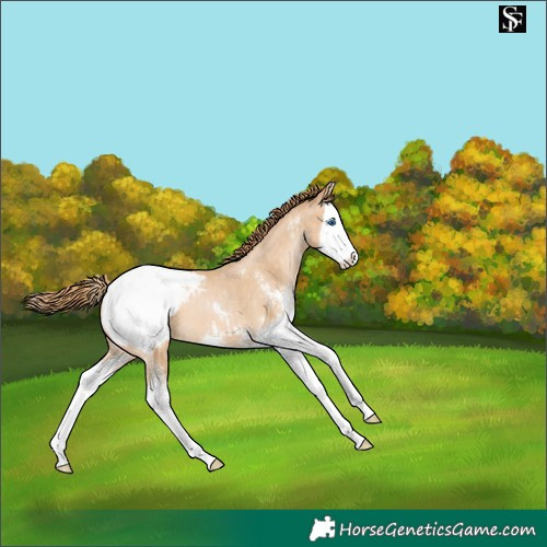 Horse Color:Buckskin Pearl Sabino Splash Appaloosa 