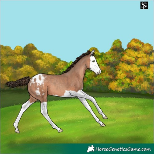 Horse Color:Sable Champagne Splash Appaloosa 