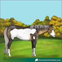 Horse Color:Silver Buckskin Frame