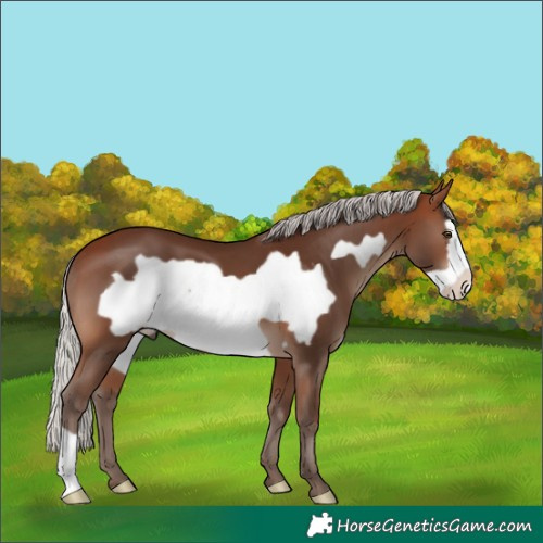 Horse Color:Silver Brown Frame 