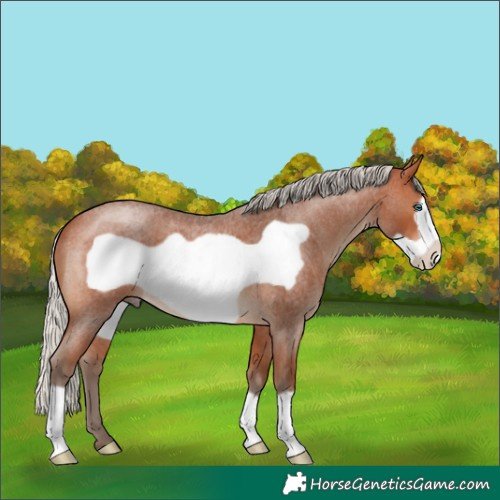 Horse Color:Silver Bay Roan Frame 