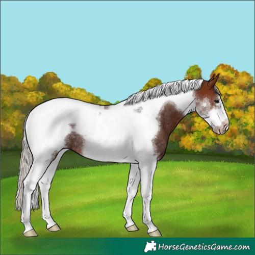 Horse Color:Silver Brown Tobiano Frame Rabicano