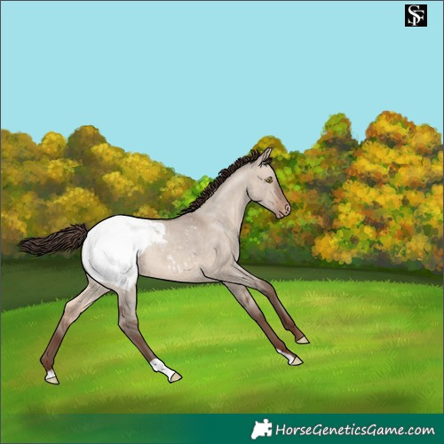 Horse Color:Sable Champagne Dun Appaloosa