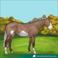 Horse Color:Silver Brown Dun Frame 