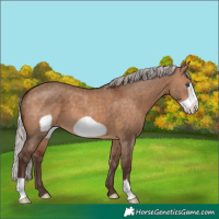 Horse Color:Silver Brown Dun Frame 