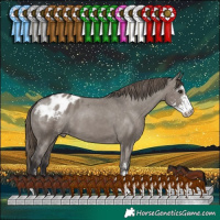 Horse Color:Smoky Grullo Sabino Blanket 