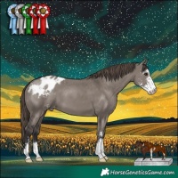 Horse Color:Smoky Grullo Sabino Appaloosa