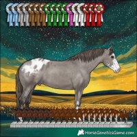 Horse Color:Smoky Grullo Sabino Appaloosa