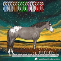 Horse Color:Smoky Grullo Sabino Appaloosa 