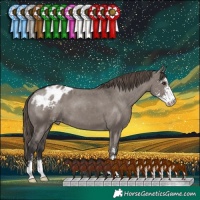 Horse Color:Smoky Grullo Sabino Appaloosa 