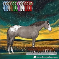 Horse Color:Smoky Grullo Sabino Appaloosa 