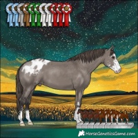 Horse Color:Smoky Grullo Sabino Appaloosa