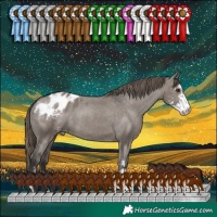Horse Color:Smoky Grullo Sabino Blanket 