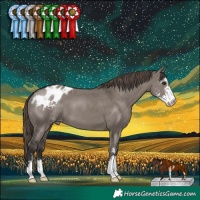 Horse Color:Smoky Grullo Sabino Appaloosa