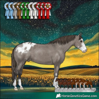 Horse Color:Smoky Grullo Sabino Appaloosa