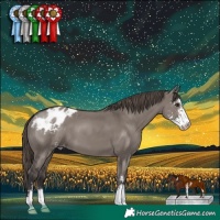 Horse Color:Smoky Grullo Sabino Appaloosa