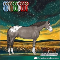 Horse Color:Smoky Grullo Sabino Appaloosa