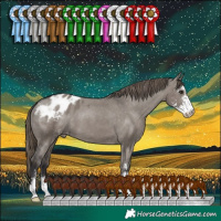 Horse Color:Smoky Grullo Sabino Appaloosa