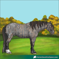 Horse Color:White Spotted Classic Champagne  and Blue Roan 