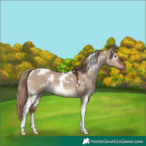 Horse Color:White Spotted Liver Red Dun Tobiano 