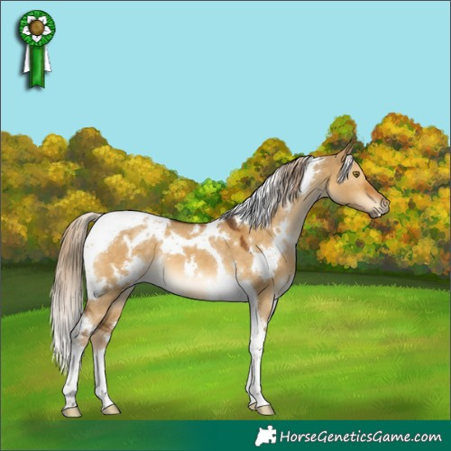 Horse Color:White Spotted Chocolate Palomino Dun Tobiano 