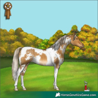 Horse Color:White Spotted Chocolate Palomino Dun Tobiano 