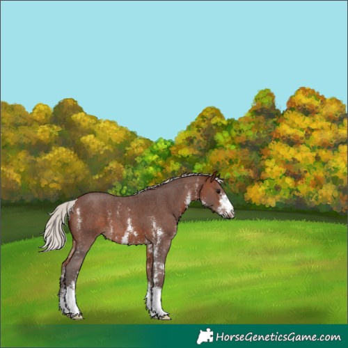 Horse Color:Silver Brown Sabino 