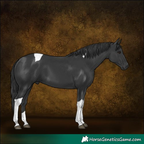 Horse Color:Black Tobiano
