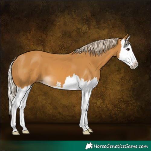 Horse Color:Palomino Splash