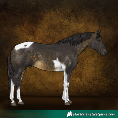 Horse Color:Buckskin Tobiano 